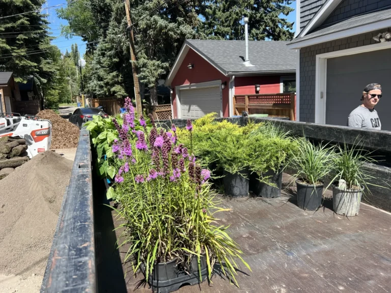Delivery of purple liatris plants and evergreen shrubs