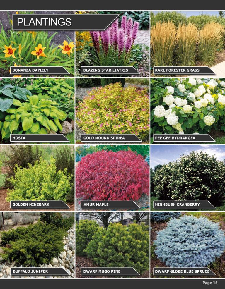 2025 Catalogue Page 15