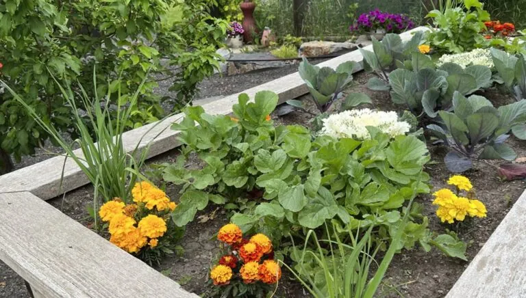 Grey Cedar raised garden box fully planted with vegetables