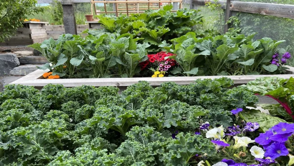 Full Cedar Vegetable garden raised planter boxes with lettuce and swiss chard