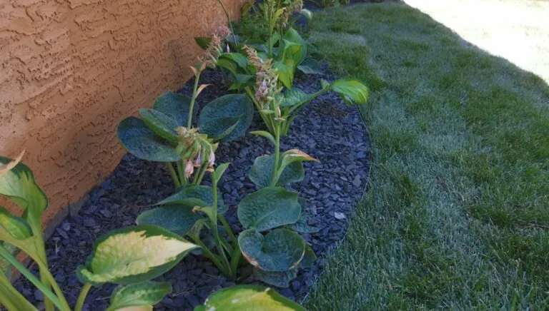 Elephant Ear hostas in a 20mm Rundle rock bed