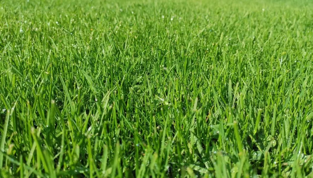 Healthy lawn grass with morning dew