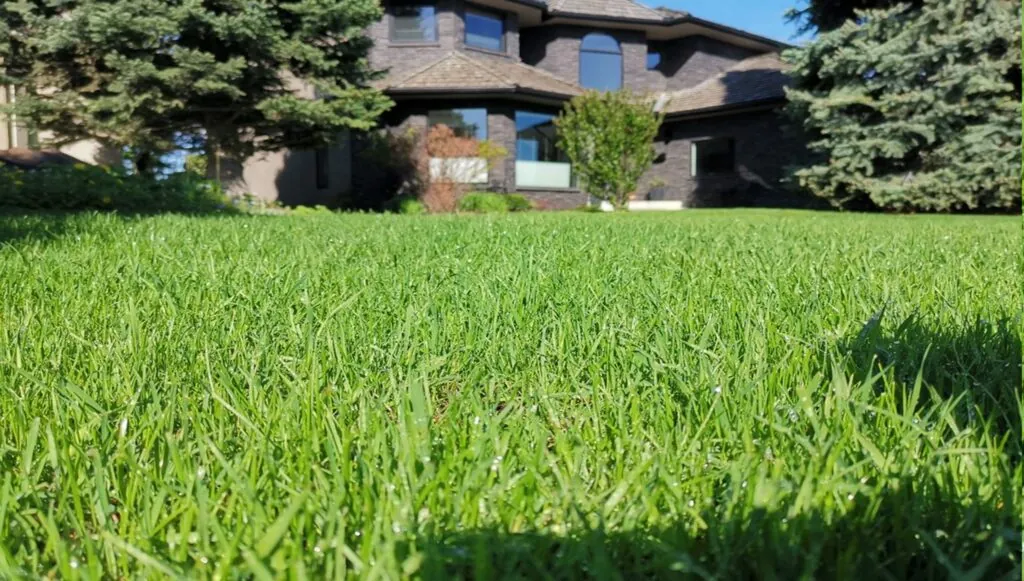 Lush green Sod grass lawn with morning dew