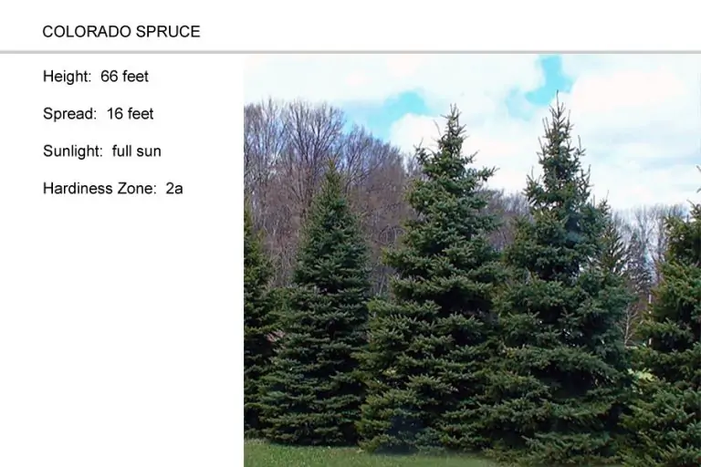 Colorado-Spruce