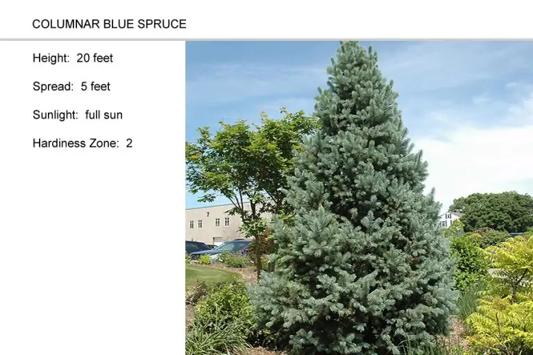 Columnar-Blue-Spruce