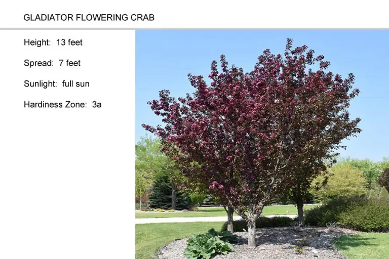 Gladiator-Flowering-Crab