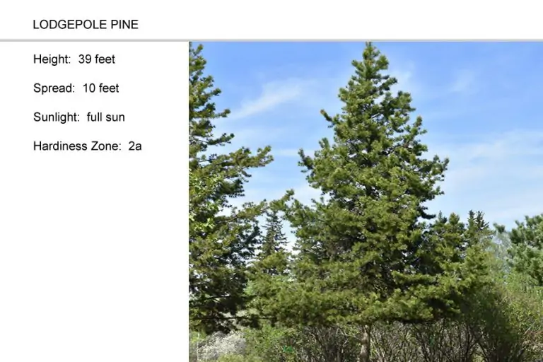 Lodge-Pole-Pine