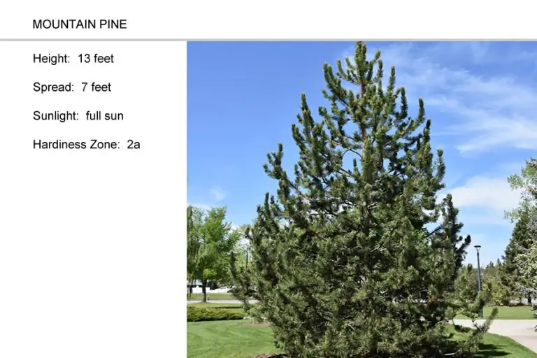 Mountian-Pine