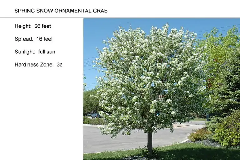 Spring-Snow-Ornamental-Crab