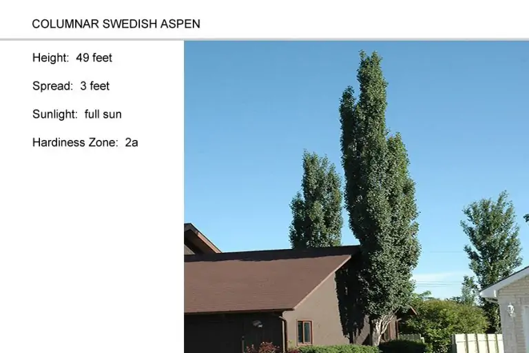 Swedish-Aspen