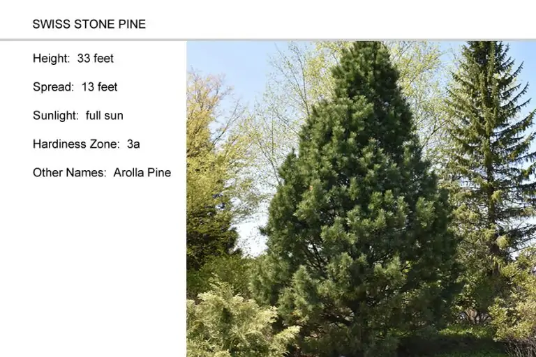 Swiss-Stone-Pine