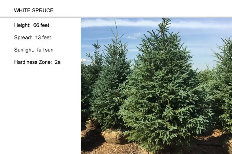 White-Spruce