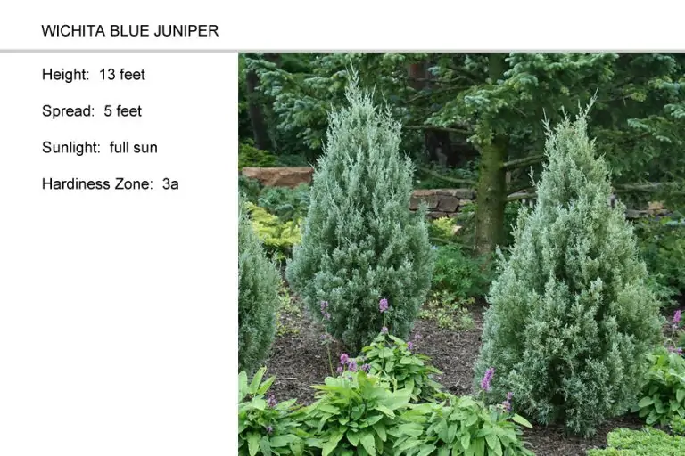 Wichita-Blue-Juniper