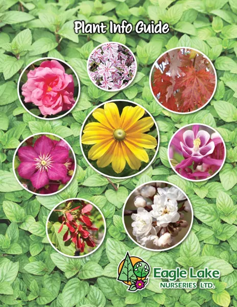 Eagle Lake Catalogue